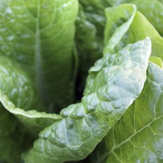 Why Is Spinach The Best Leafy Vegetable