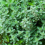 Exploring The Benefits And Nutritional Value Of Marjoram
