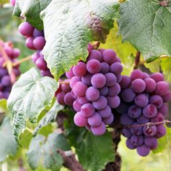 Grapes Are Nutritious Great, Sweet And Juicy