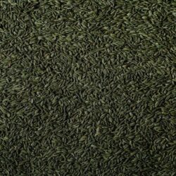 Tips for growing fennel at home