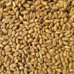 All About Wheat: Origins, Nutritional Value, Recipes & More