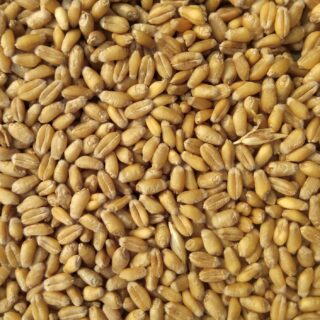 All About Wheat: Origins, Nutritional Value, Recipes & More