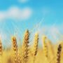 What Are The Hidden And Amazing Values Of Barley?