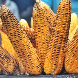 The Best Of Maize From It's Origins To Tasty Recipes